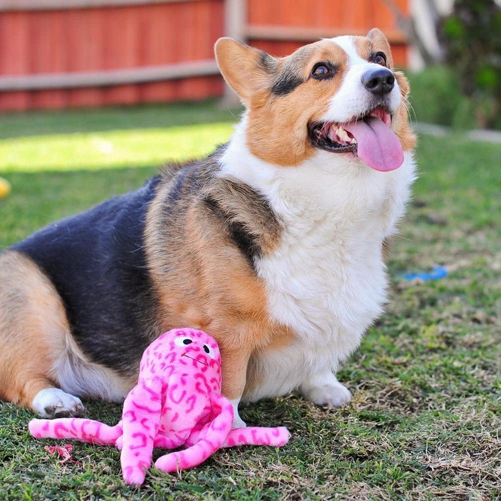 ZippyPaws Gelatina Floja, adecuado para perros de todas las tallas y edades.