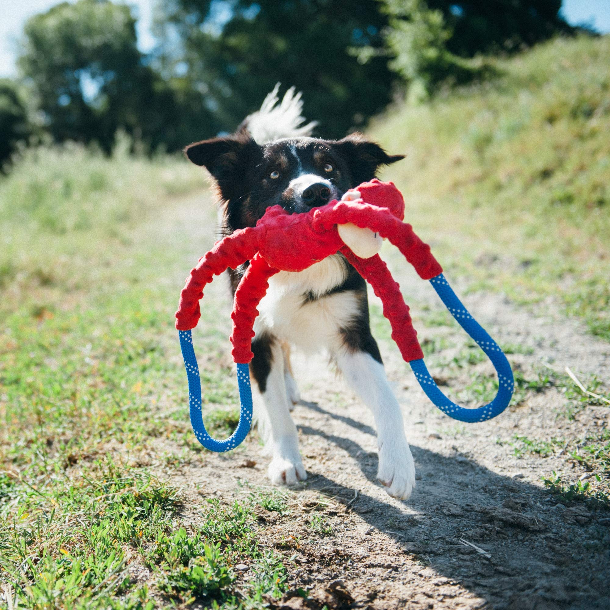 ZippyPaws RopeTugz: chirriador grande para recompensas sonoras durante el juego