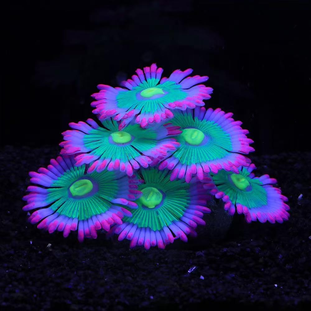 ztohpyo anemona suave iluminacion para acuario mejora la ambientacion