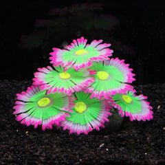 ztohpyo plantas acuario neon azul para un paisaje submarino vibrante