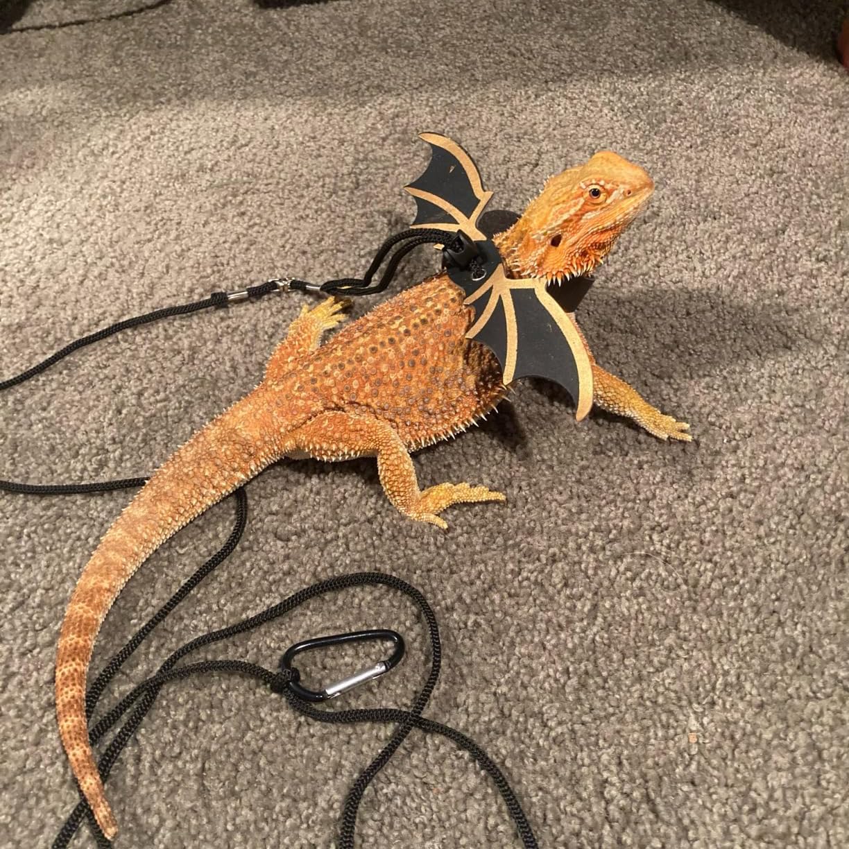 ZukoCert uso versátil para iguanas y otros reptiles pequeños.