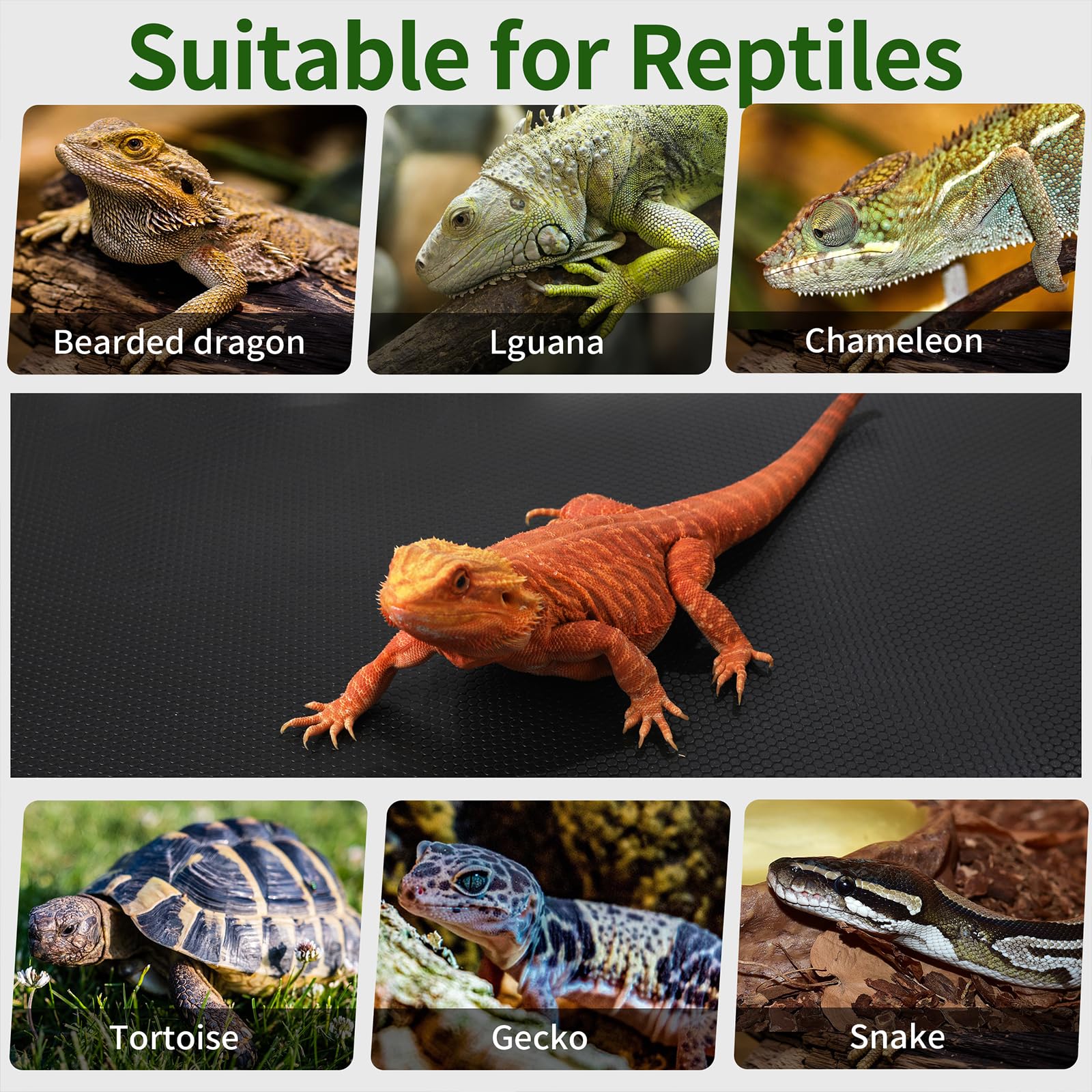 ZUNZINGY tapete para dragón barbudo, geckos y tortugas.
