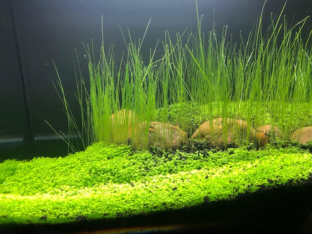 ZUQOVI cultivo sencillo de semillas para acuario de agua dulce