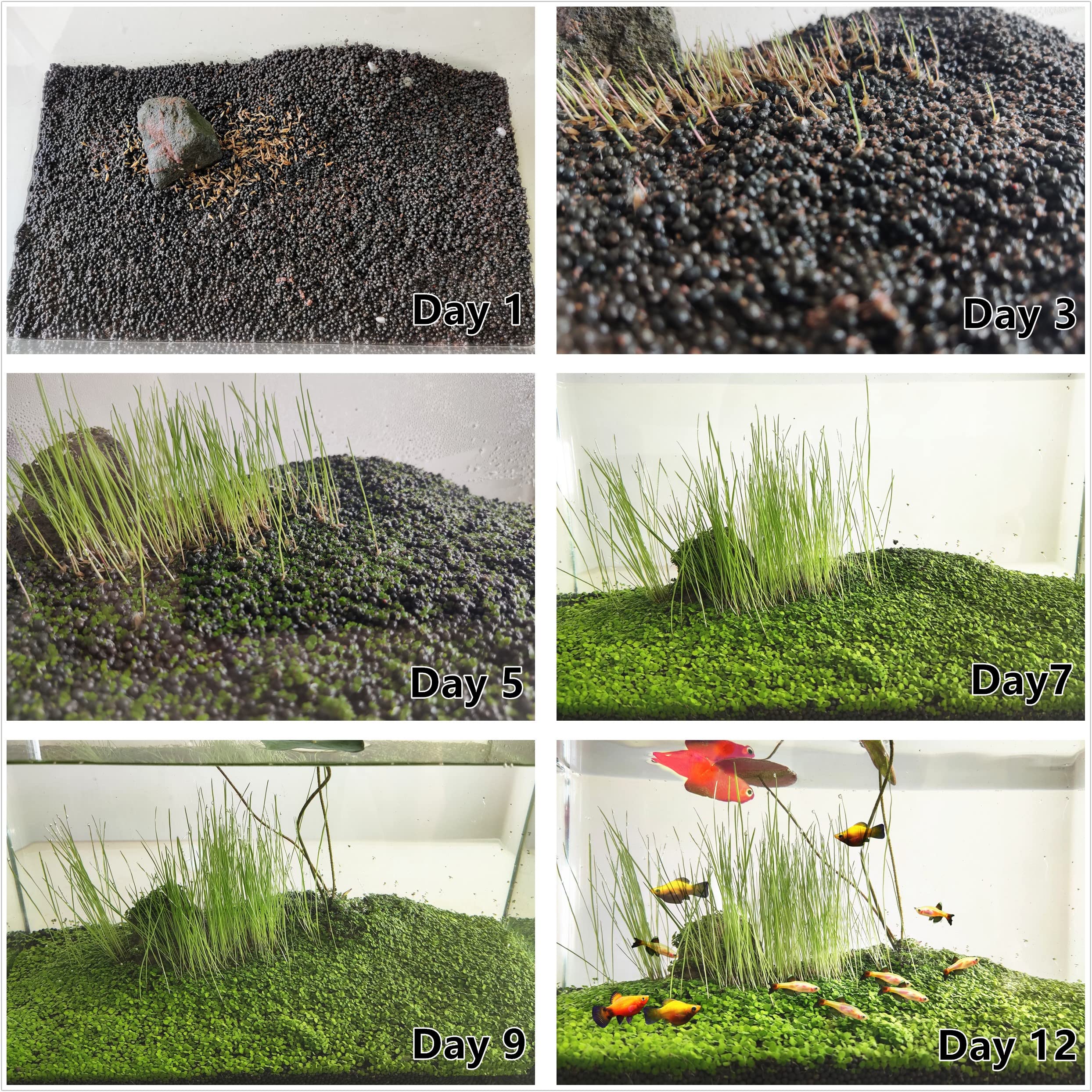 ZUQOVI: contenido en caja y guía de plantación para empezar.