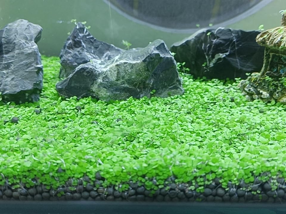 ZUQOVI: hierba de hoja larga para acuario, aspecto natural y crecimiento estable.